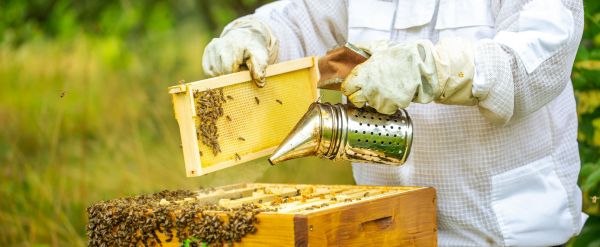 Installation de ruches en entreprises : une manière de sensibiliser les travailleurs sur l'importance des abeilles
